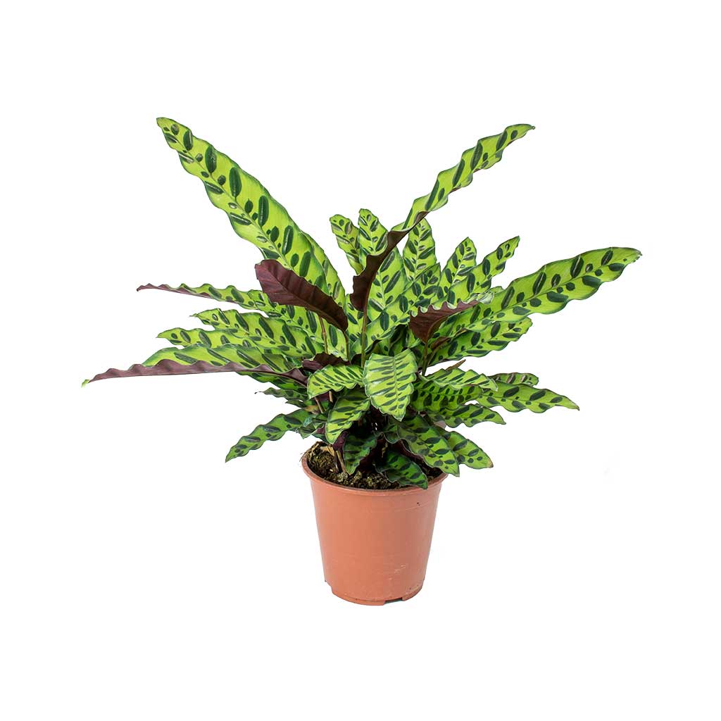 Calathea Lancifolia Plant – Rattlesnake plant