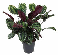 Thumbnail for Calathea Medallion Plant – Calathea Veitchiana – Calathea Marion