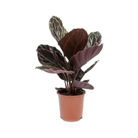 Thumbnail for Calathea Roseopicta Plant – Rose Painted Calathea – Black Rose