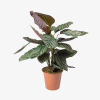 Thumbnail for Calathea Sanderiana Plant – Peacock Plant