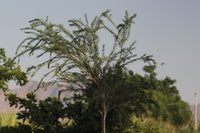 Thumbnail for Callistemon Viminalis – Bottle Brush Tree