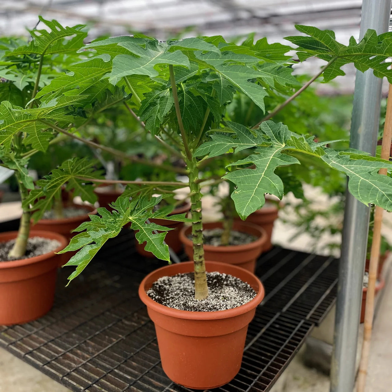 Carica Papaya – Papaya Tree