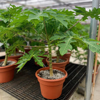 Thumbnail for Carica Papaya – Papaya Tree