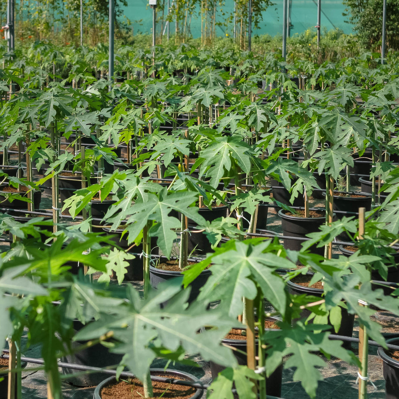 Carica Papaya – Papaya Tree
