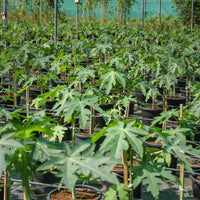 Thumbnail for Carica Papaya – Papaya Tree