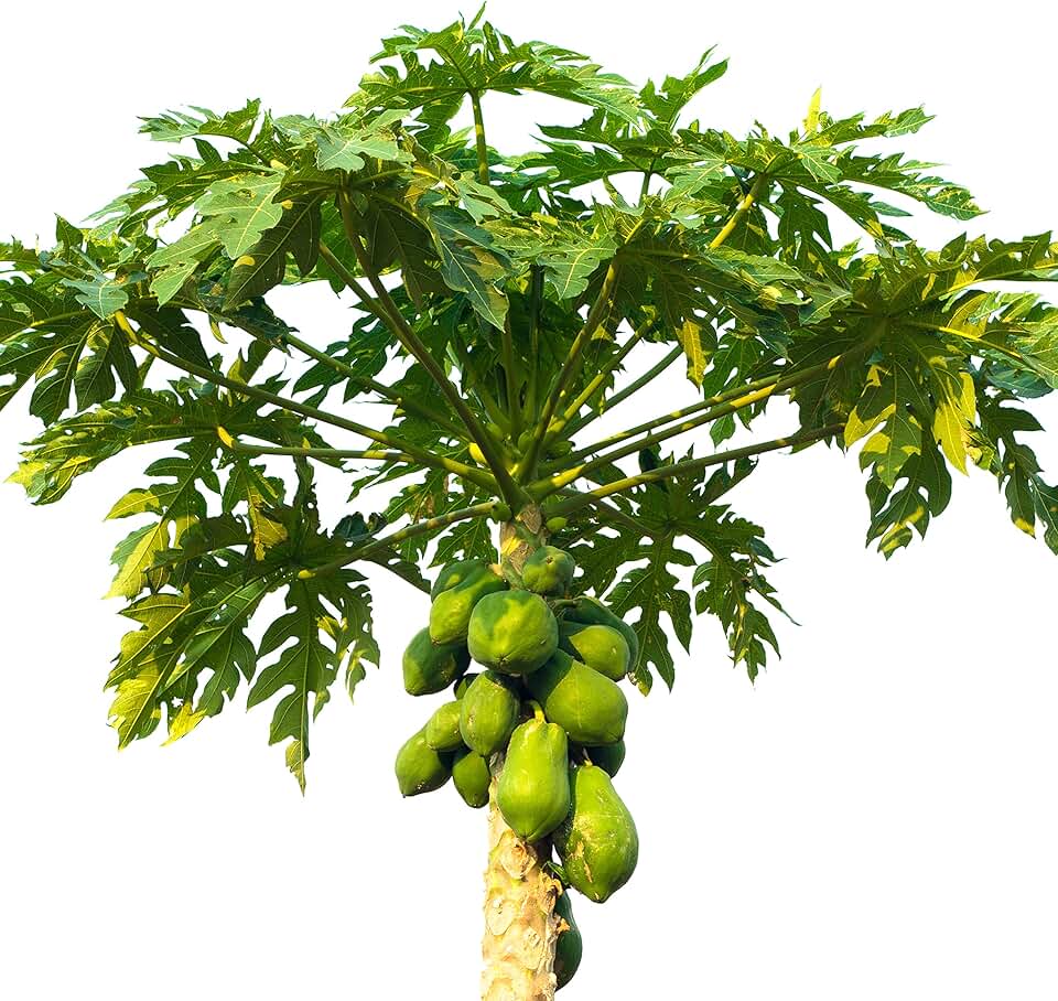 Carica Papaya – Papaya Tree