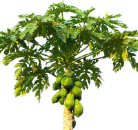 Thumbnail for Carica Papaya – Papaya Tree