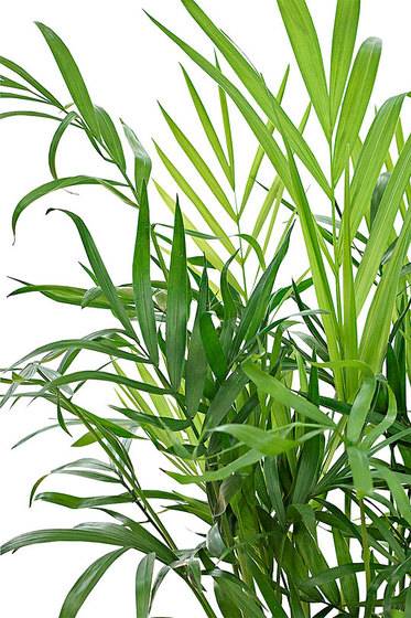 Chamaedorea Elegans Plant – Parlour palm – Dwarf Mountain Palm