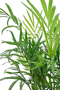 Thumbnail for Chamaedorea Elegans Plant – Parlour palm – Dwarf Mountain Palm