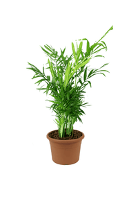 Thumbnail for Chamaedorea Elegans Plant – Parlour palm – Dwarf Mountain Palm