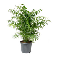 Thumbnail for Chamaedorea Elegans Plant – Parlour palm – Dwarf Mountain Palm