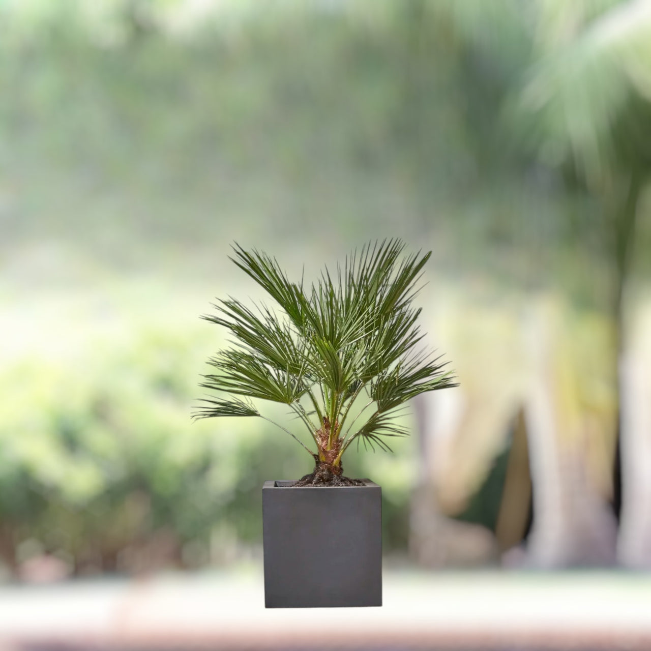 Chamaerops Humilis – European Fan Palm (Multi Trunk Specimen)
