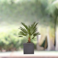 Thumbnail for Chamaerops Humilis – European Fan Palm (Multi Trunk Specimen)