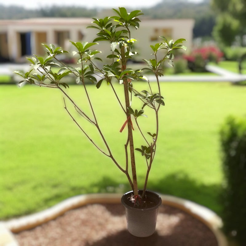 Manilkara Zapota (Chickoo)