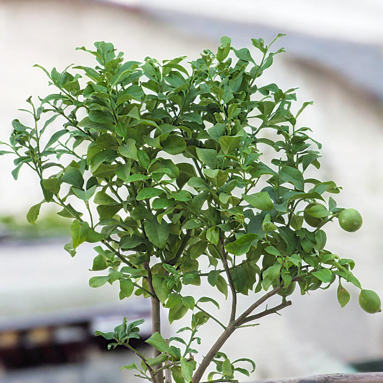 Spanish Lemon Citrus