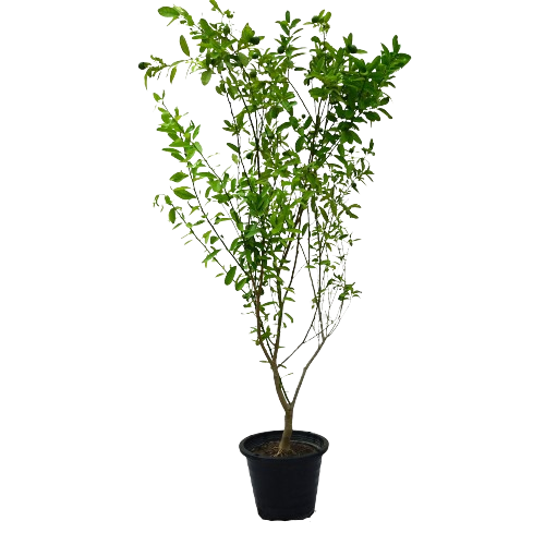Citrus Bin Zaheer Plant