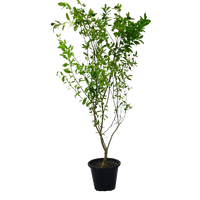 Thumbnail for Citrus Bin Zaheer Plant