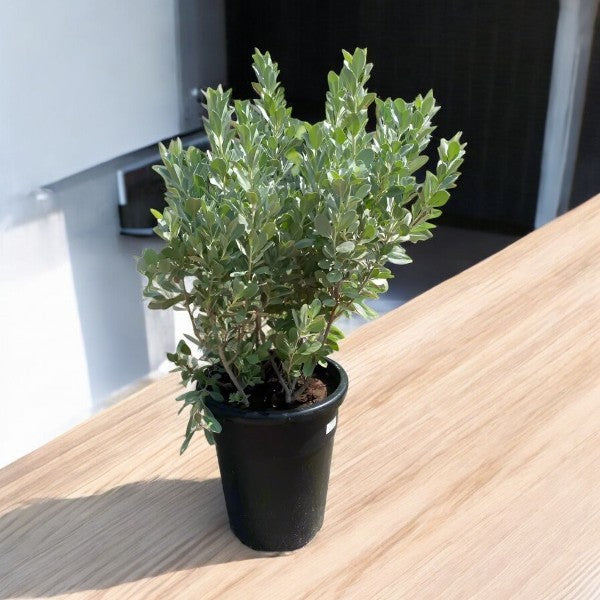 Conocarpus Sericeus – Silver Buttonwood