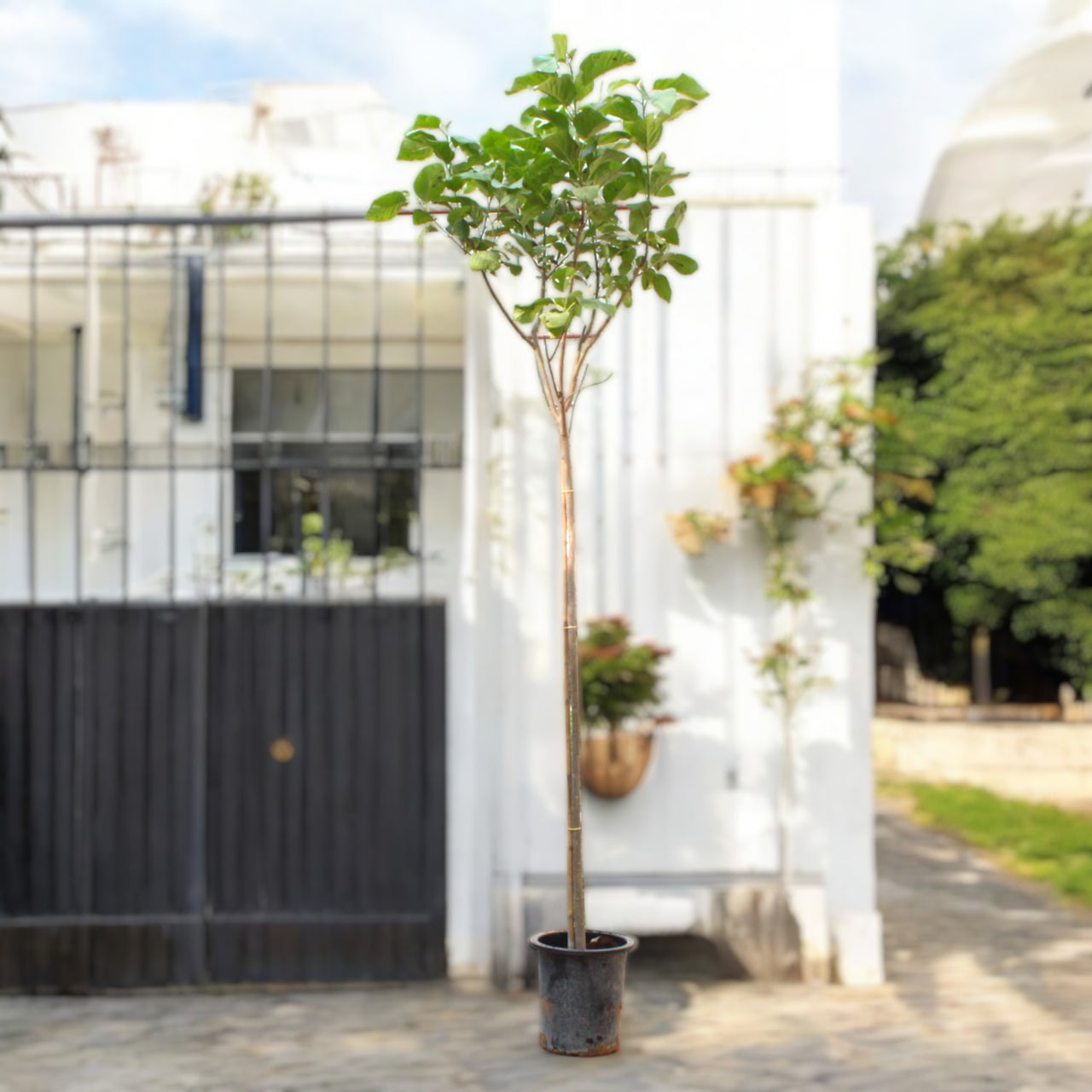 Cordia Sebestena β Orange Geiger Tree
