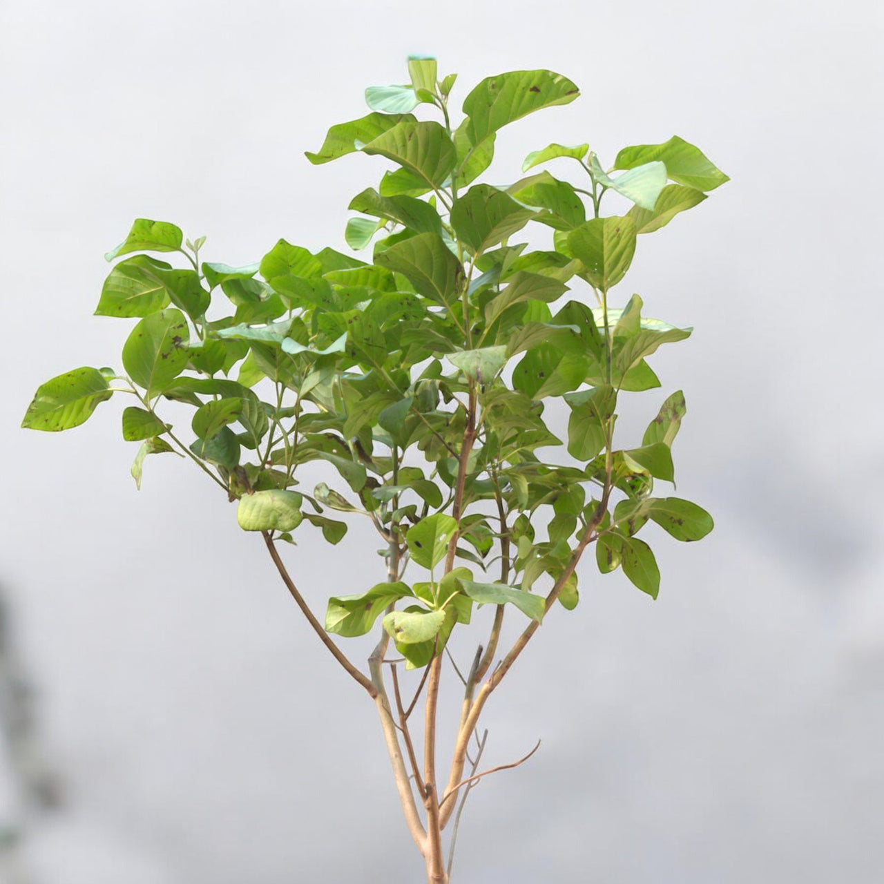 Cordia Sebestena β Orange Geiger Tree
