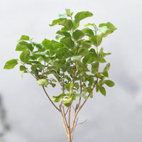 Thumbnail for Cordia Sebestena β Orange Geiger Tree