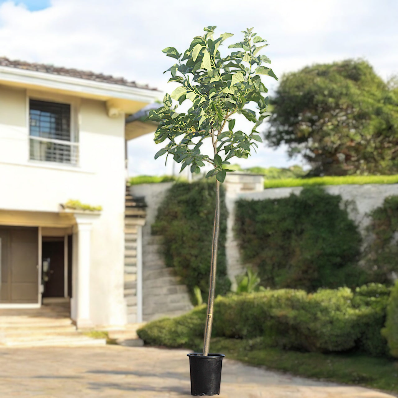 Cordia Sebestena β Orange Geiger Tree