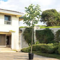 Thumbnail for Cordia Sebestena β Orange Geiger Tree