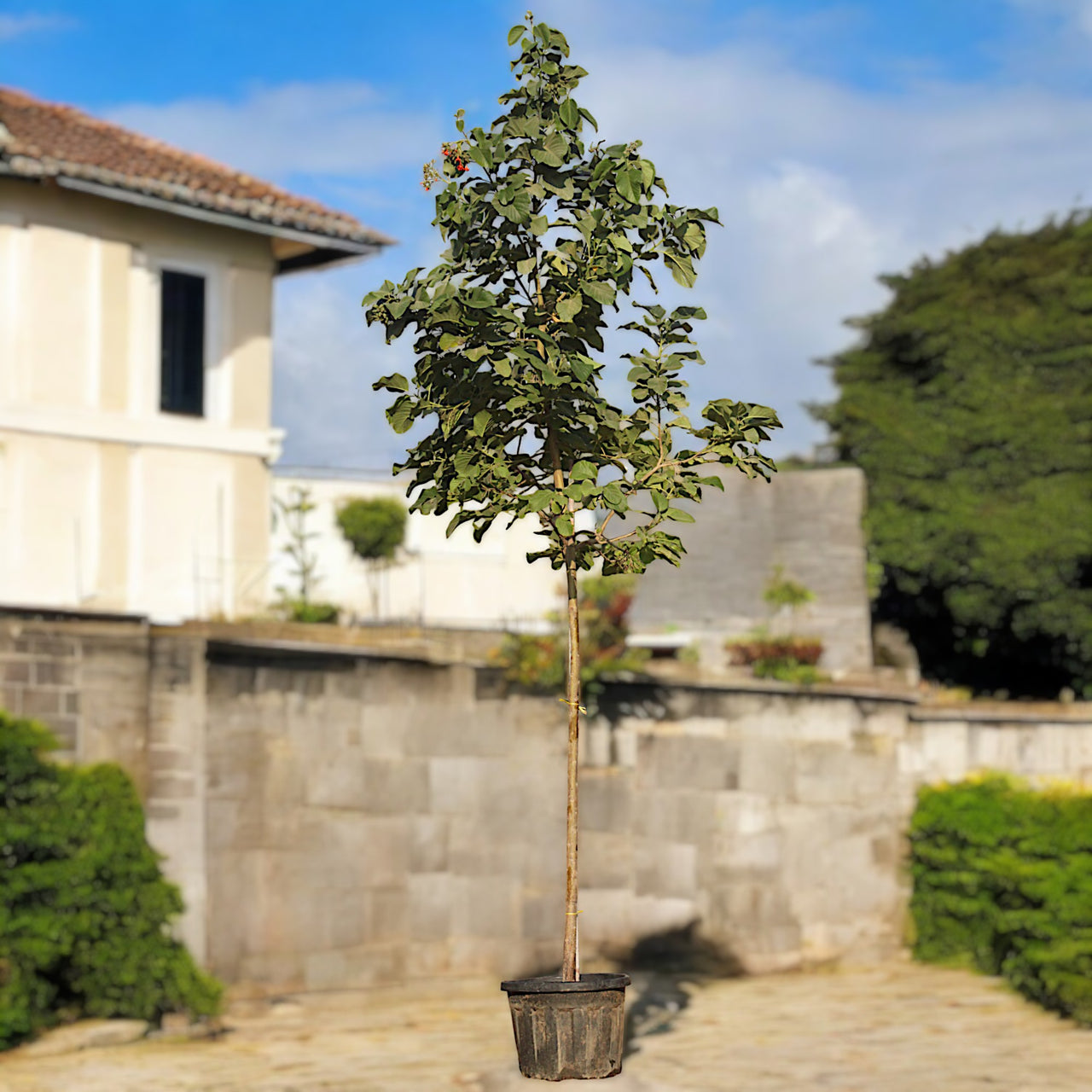 Cordia Sebestena β Orange Geiger Tree
