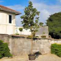 Thumbnail for Cordia Sebestena β Orange Geiger Tree