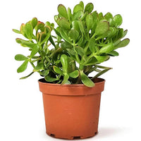 Thumbnail for Crassula ovata (Money Tree / Jade Plant / Dollar Plant / Jade Tree)