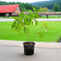 Thumbnail for Tabernaemontana Divaricata – Crape Jasmine, A Fragrant Tropical Beauty