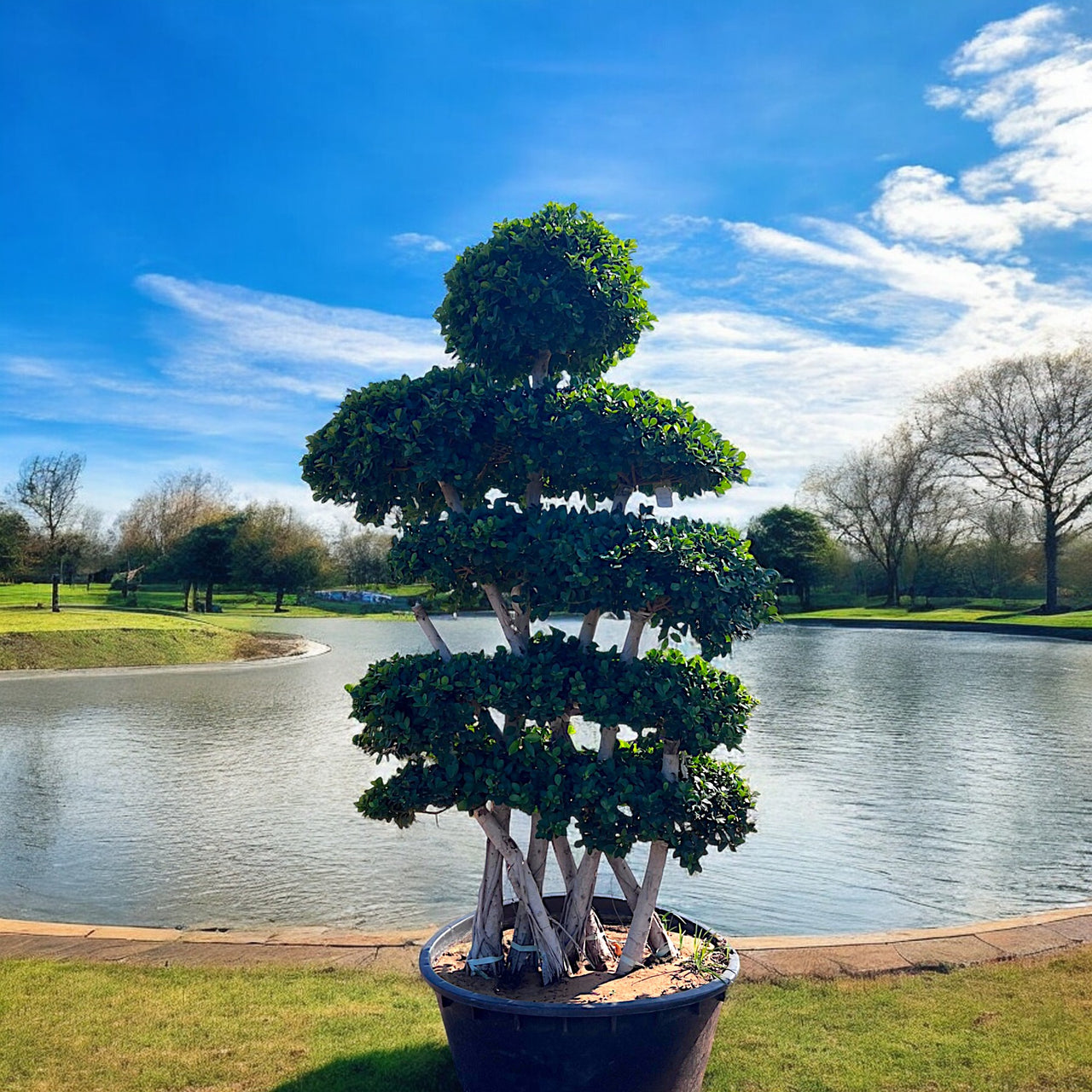 Ficus Bonsai Tree 2.5-3.0 m - Crossed Shape