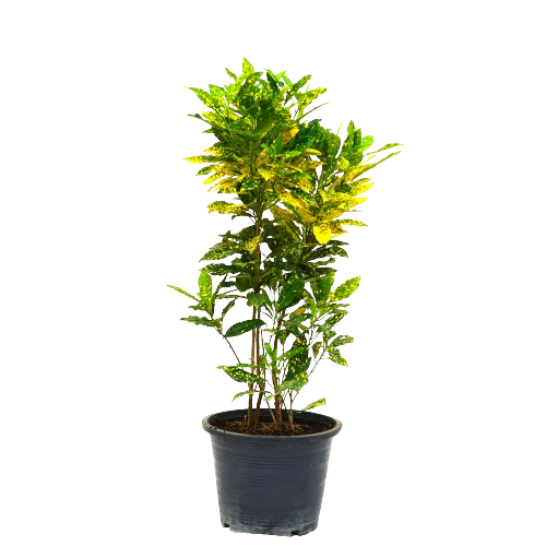 Croton Lemon Plant