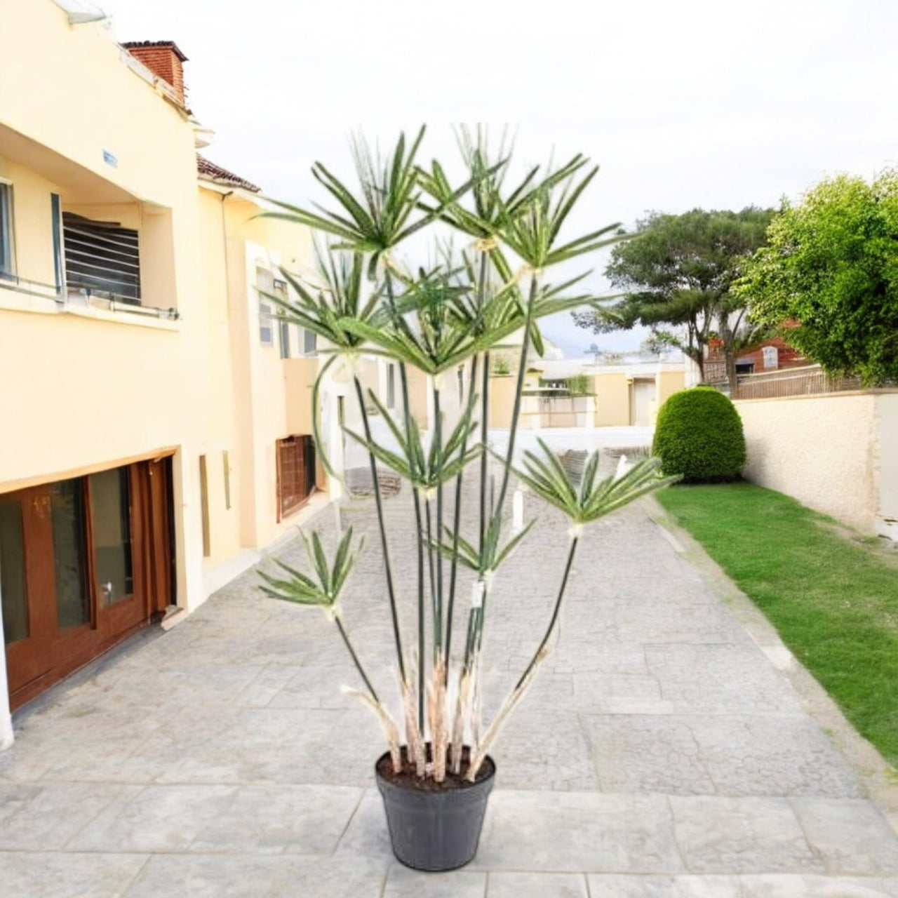 Cyperus Alternifolius, Umbrella Papyrus