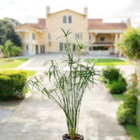 Thumbnail for Cyperus Alternifolius, Umbrella Papyrus