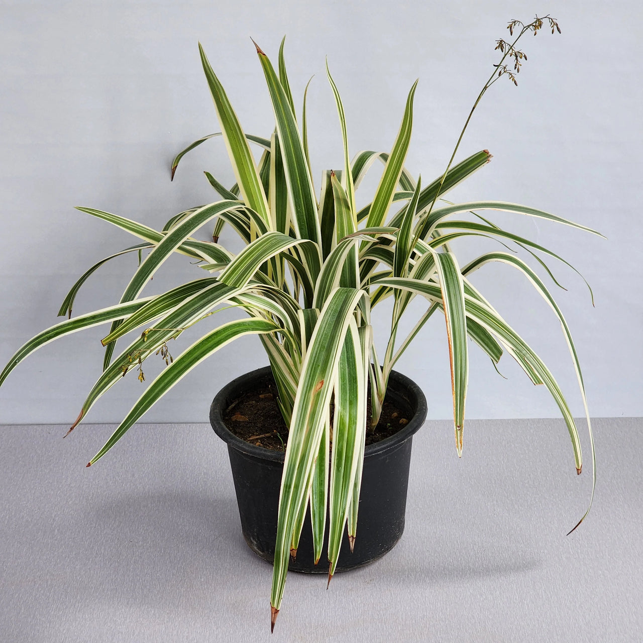Dianella tasmanica ‘Variegata’ – Tasman Flax Lily