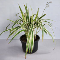 Thumbnail for Dianella tasmanica ‘Variegata’ – Tasman Flax Lily