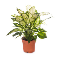 Thumbnail for Dieffenbachia Camilla – Camellia – Dumb Cane Plant