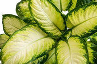 Thumbnail for Dieffenbachia Camilla – Camellia – Dumb Cane Plant