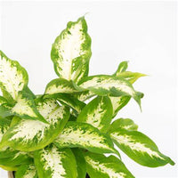 Thumbnail for Dieffenbachia Compacta Plant