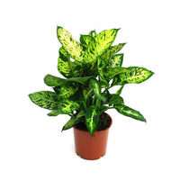 Thumbnail for Dieffenbachia Compacta Plant