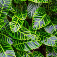 Thumbnail for Dieffenbachia Maroba Plant – Dumb Cane