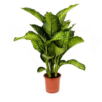 Thumbnail for Dieffenbachia Maroba Plant – Dumb Cane