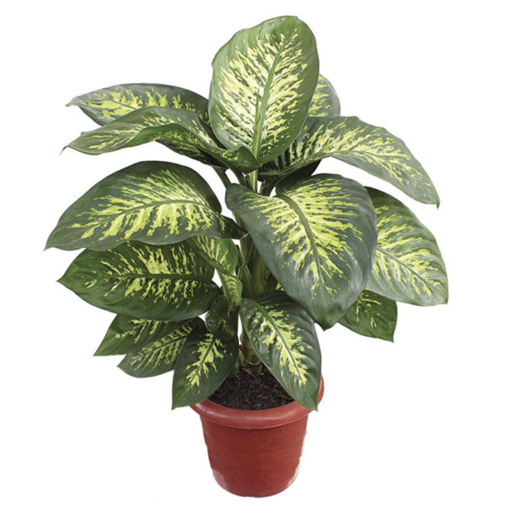 Dieffenbachia Tropic Snow Plant - Dumb Cane