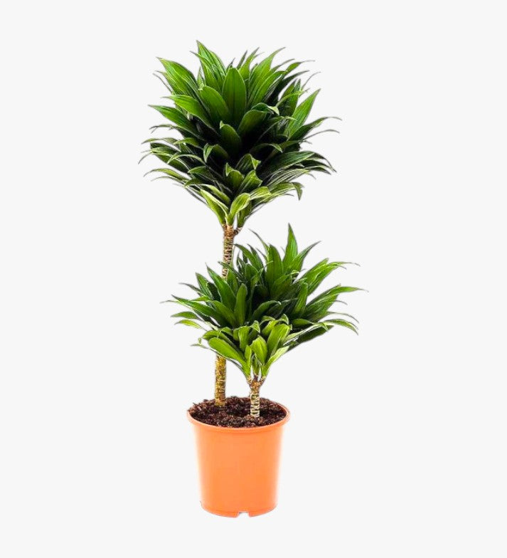 Dracaena Fragrans – Compacta – 2pp