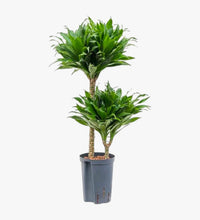 Thumbnail for Dracaena Fragrans – Compacta – 2pp