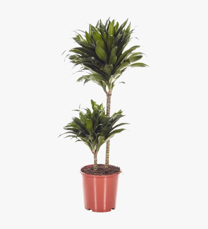 Dracaena Fragrans – Compacta – 2pp