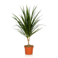Thumbnail for Dracaena Marginata – Madagascar Dragon Tree