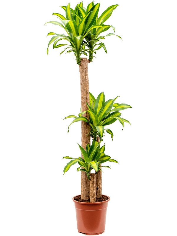 Dracaena Massangeana Plant