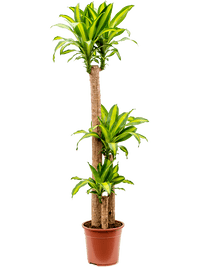 Thumbnail for Dracaena Massangeana Plant